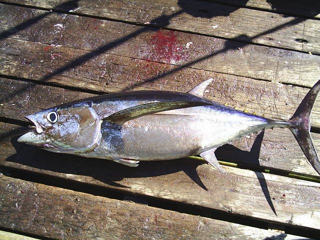 Thunnus alalunga