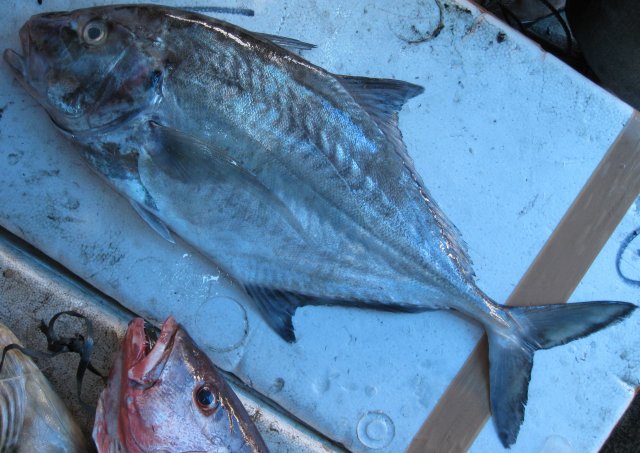 Platycaranx chrysophrys