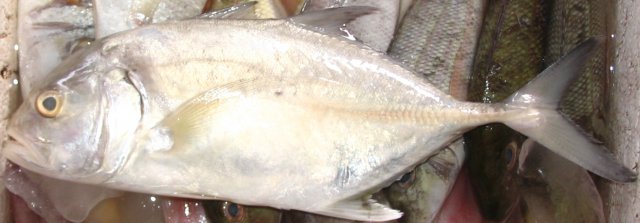 Caranx heberi