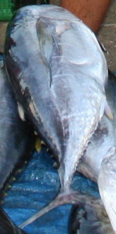 Thunnus obesus