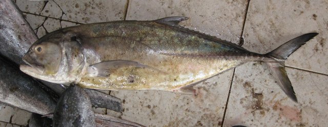 Caranx tille