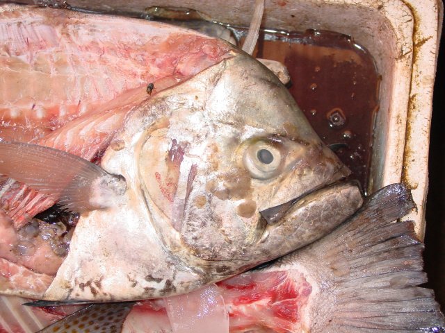 Atropus mentalis
