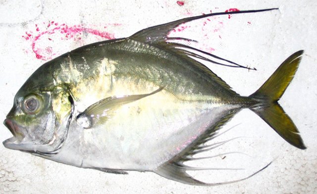 Atropus hedlandensis