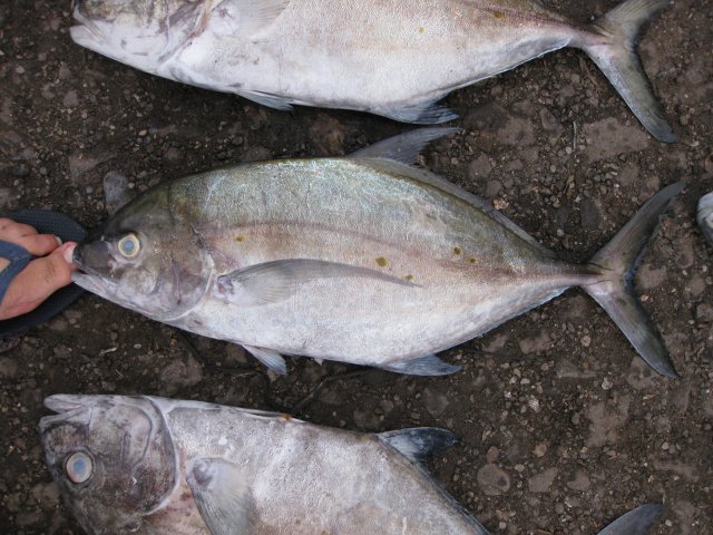 Ferdauia orthogrammus