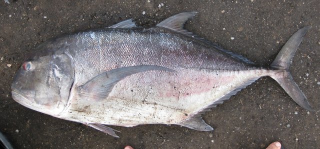 Caranx ignobilis