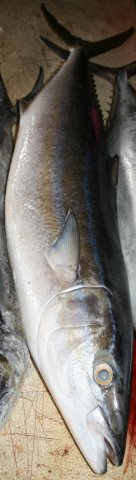 Elagatis bipinnulata