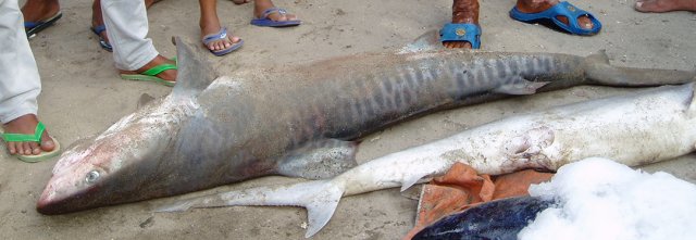 Galeocerdo cuvier