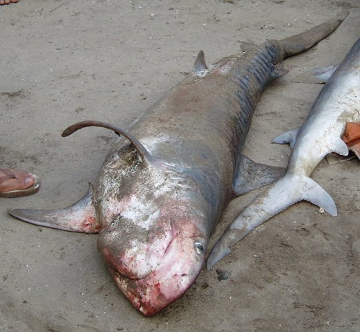 Galeocerdo cuvier