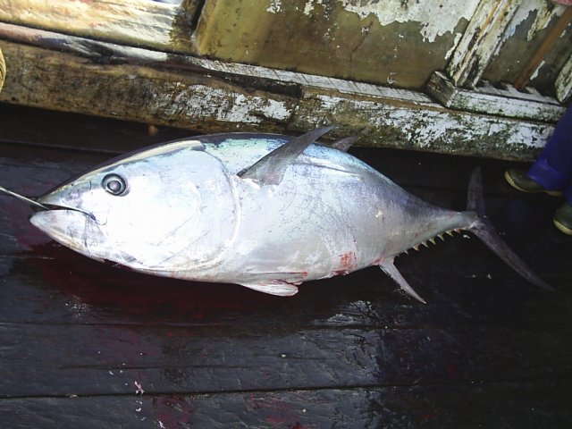Thunnus maccoyii