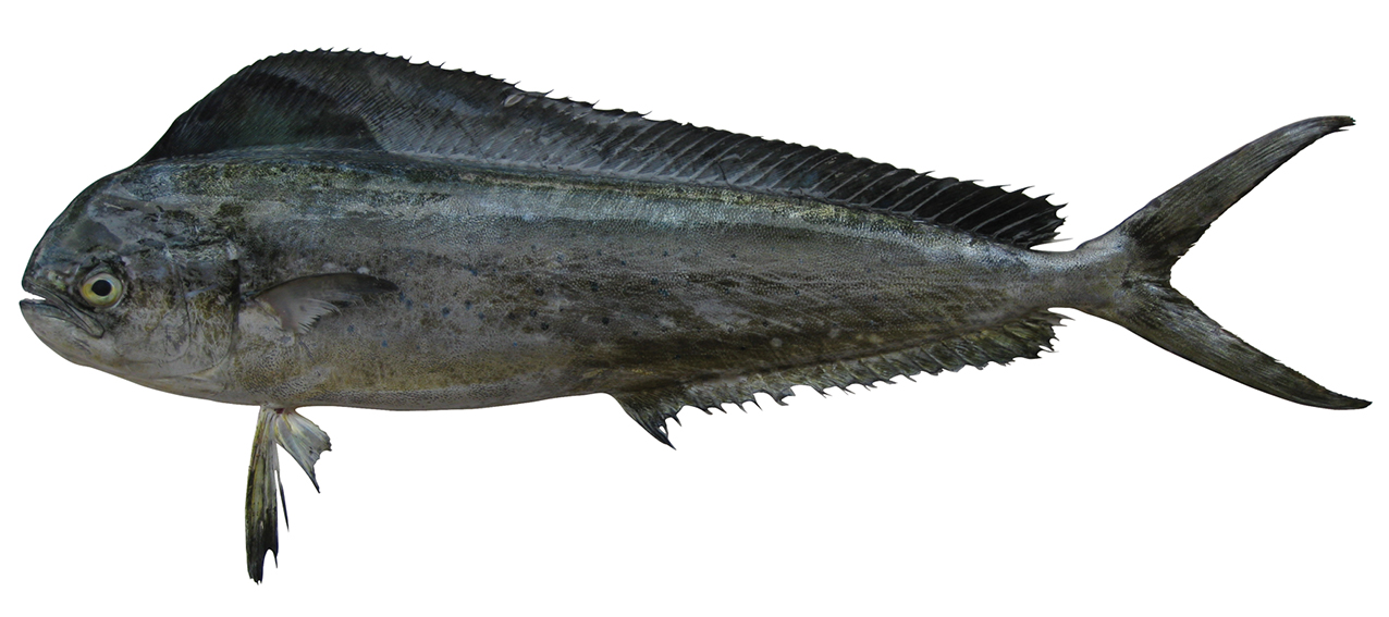 Coryphaena hippurus