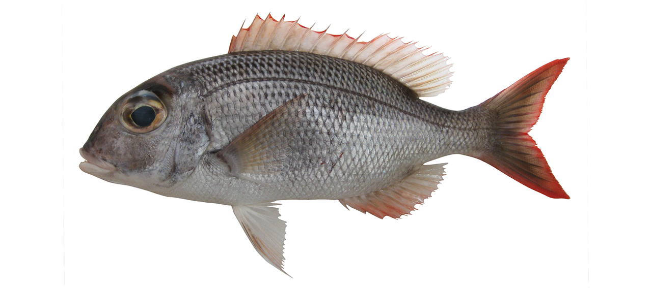 Gymnocranius microdon