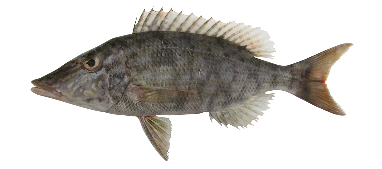 Lethrinus olivaceous