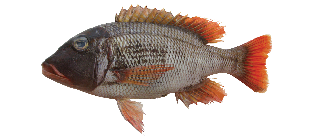 Lethrinus erythracanthus