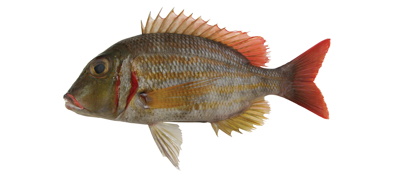 Lethrinus ornatus