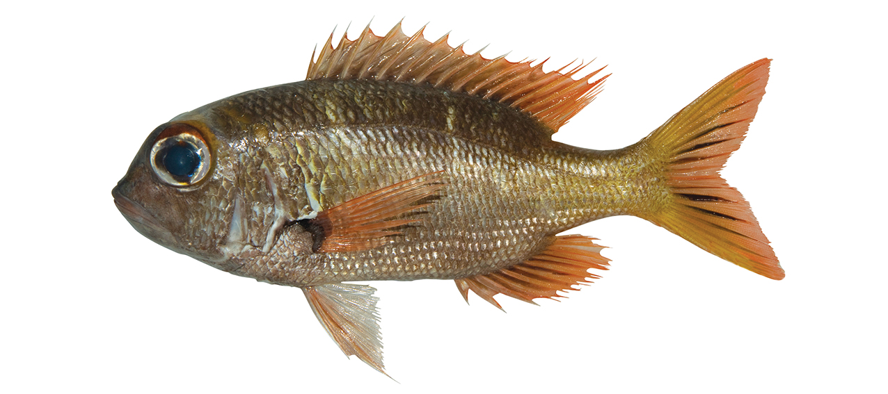 Monotaxis heterodon