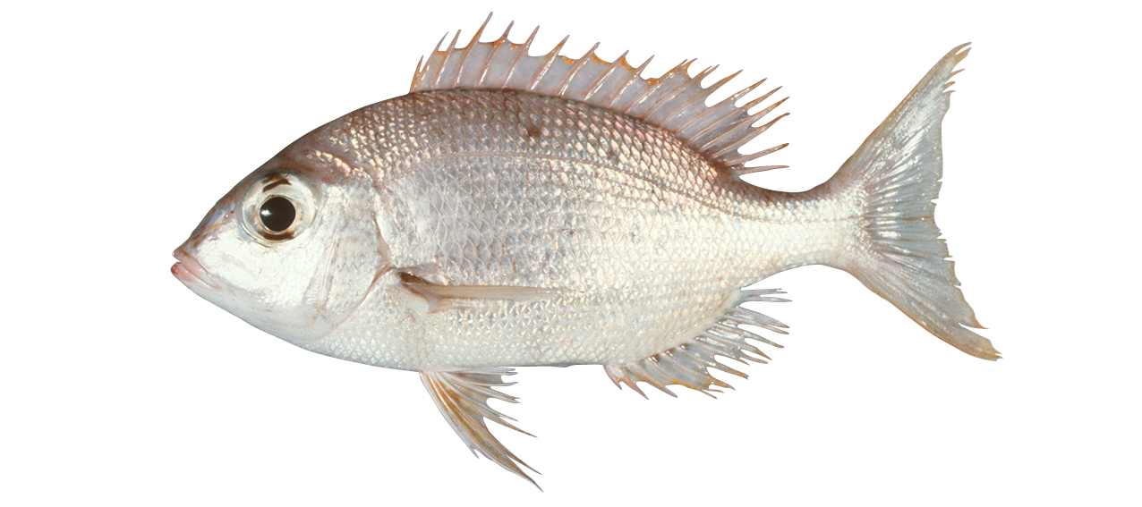 Gymnocranius griseus