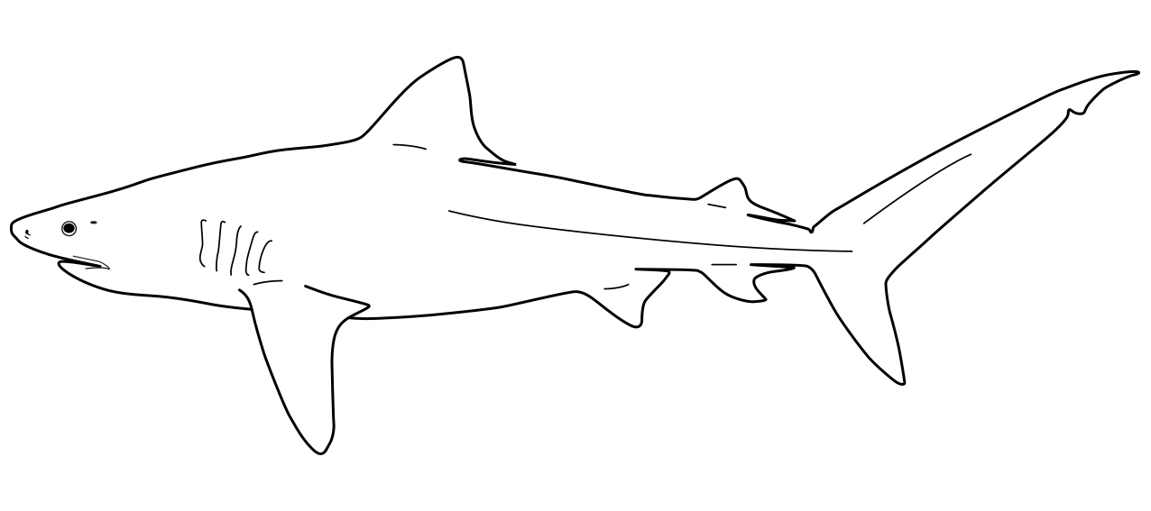Galeocerdidae line