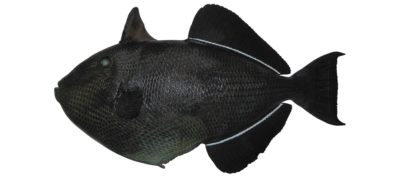 Melichthys niger