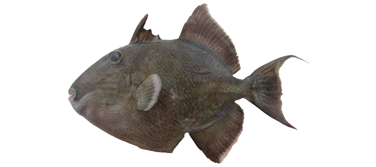 Pseudobalistes fuscus