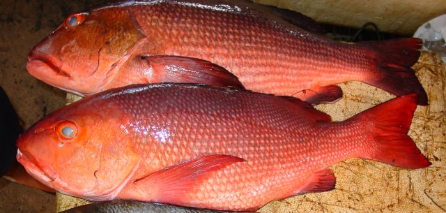 Lutjanus bohar