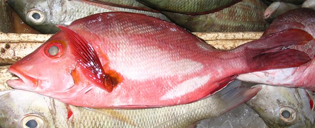 Lutjanus gibbus