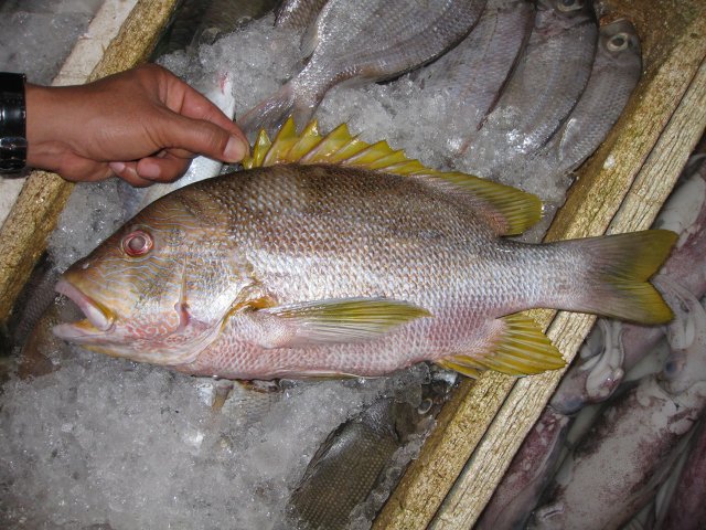Lutjanus rivulatus