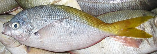 Paracaesio xanthura