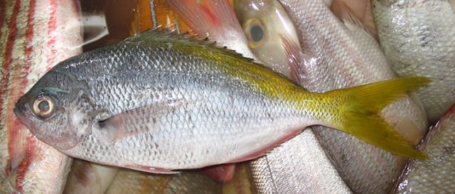Paracaesio xanthura