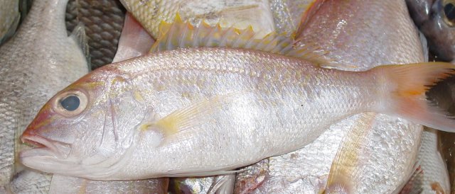 Pristipomoides multidens
