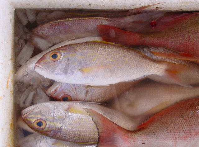 Pristipomoides multidens