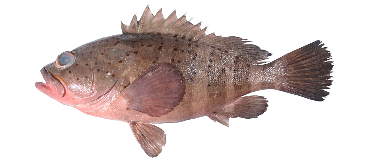 Epinephelus kupangensis