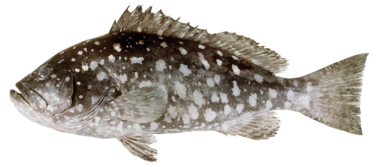 Epinephelus multinotatus