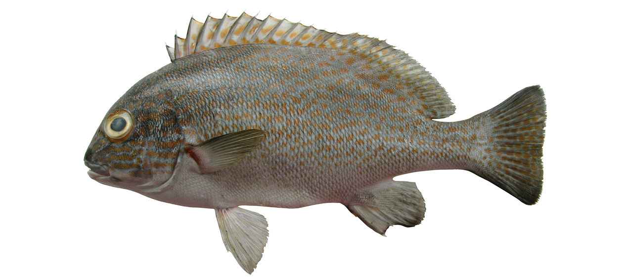 Plectorhinchus flavomaculatus