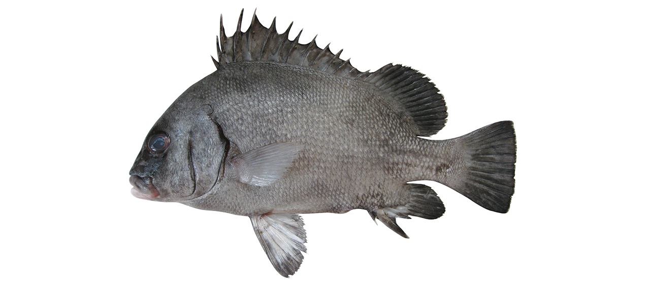 Plectorhinchus gibbosus