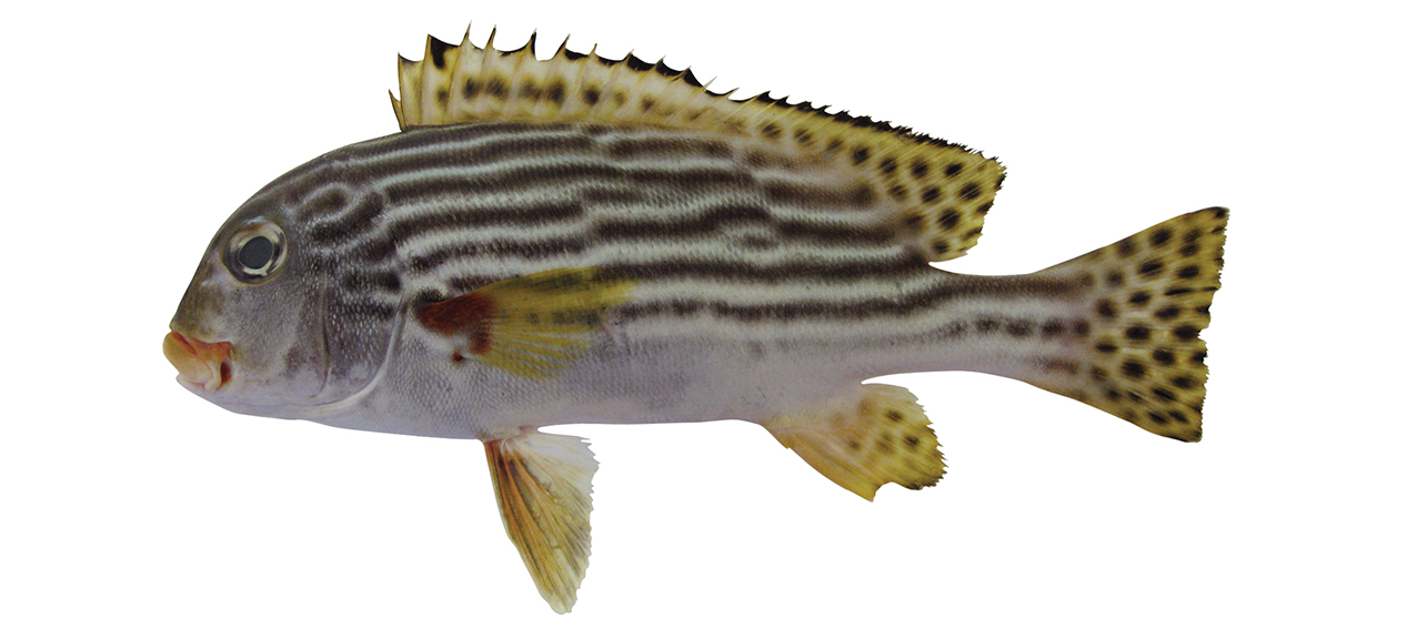 Plectorhinchus lineatus