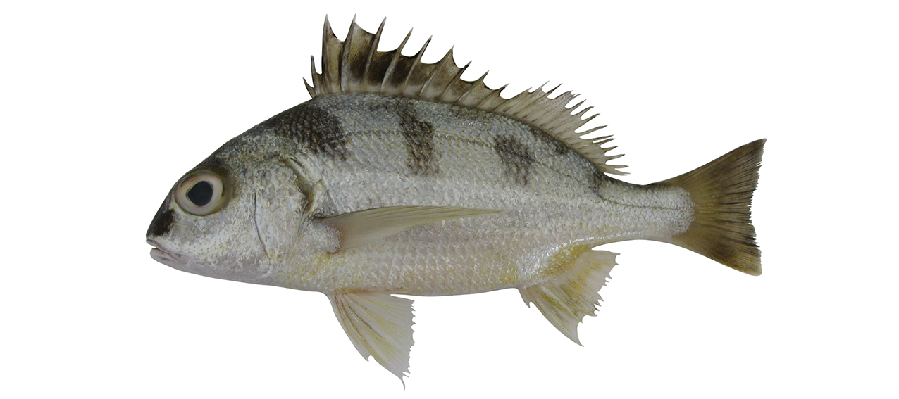 Pomadasys maculatus