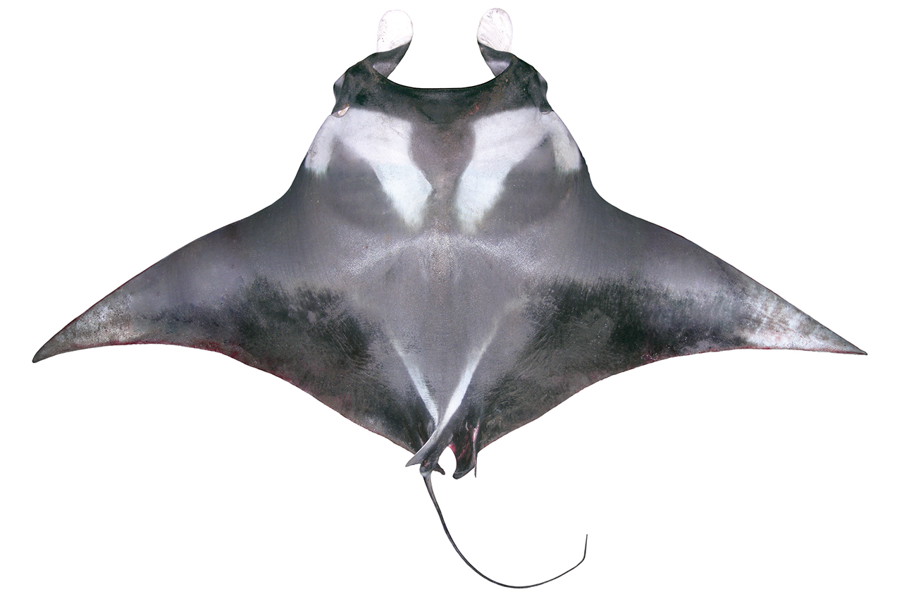 Manta birostris1