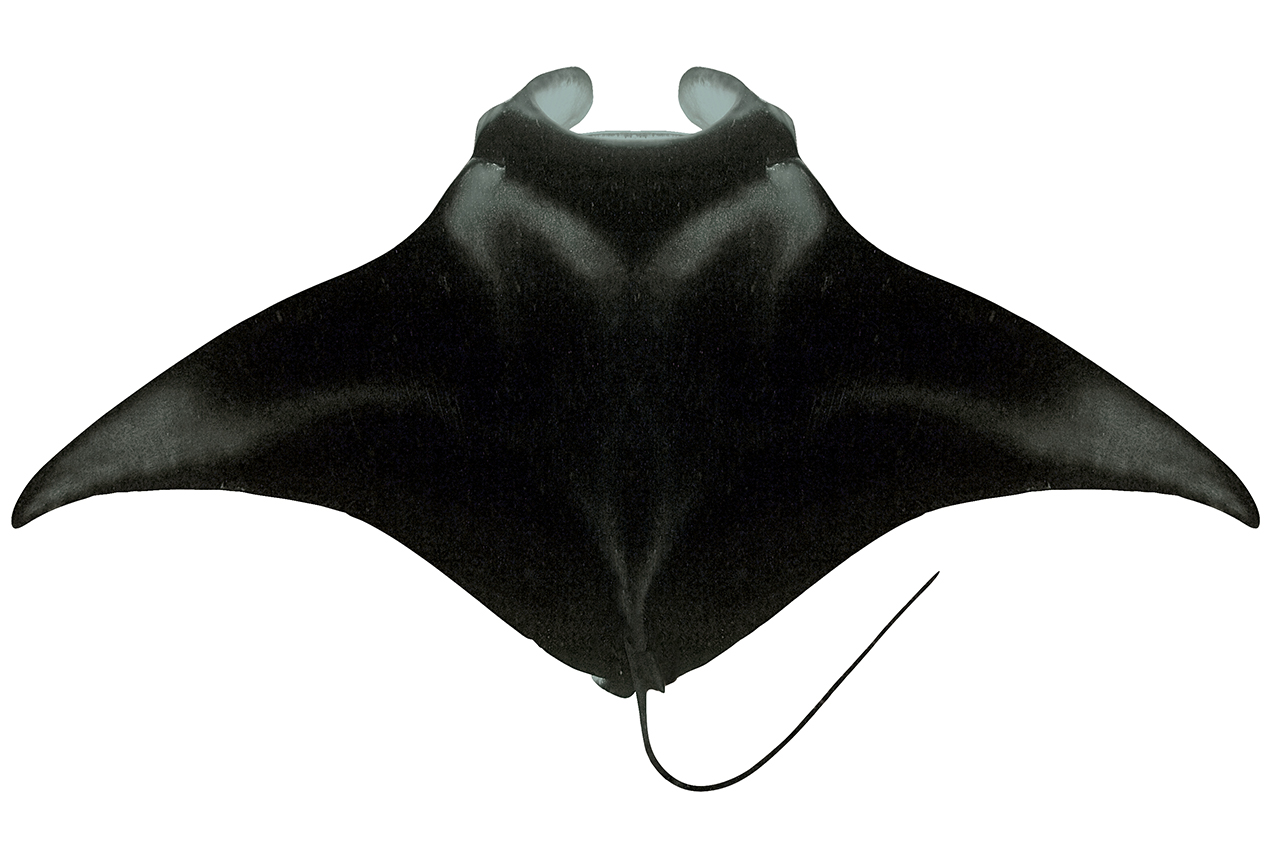 Mobula alfredi